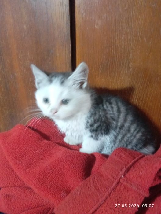 Британские    котята