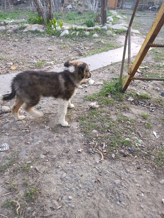 Отдам в хорошие руки щенят