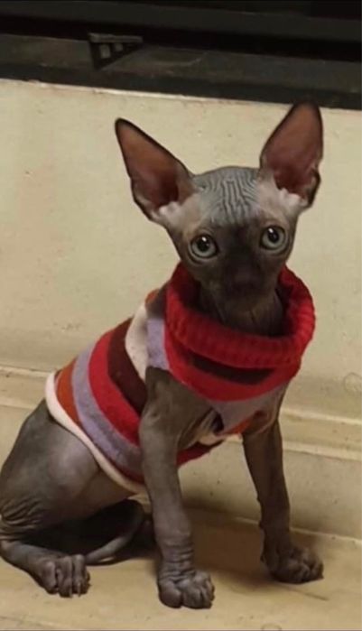 Pisici sphynx fara par
