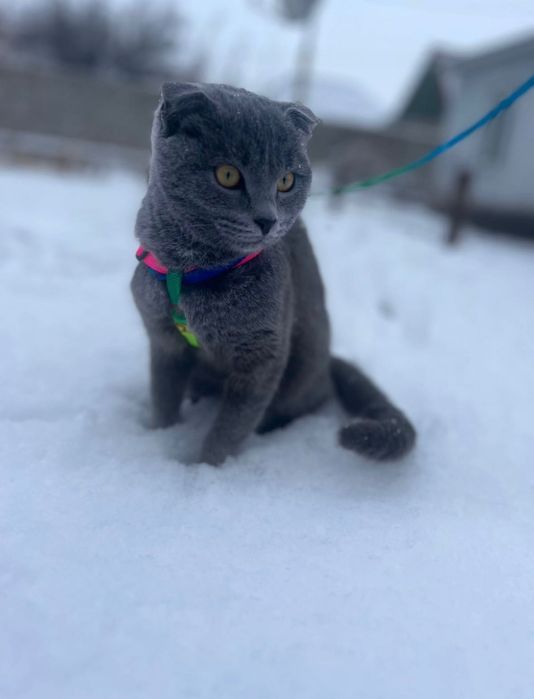 Ищу жениха для кошечки