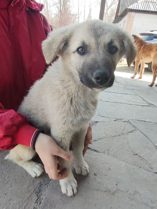 Щеночек ищет себе дом