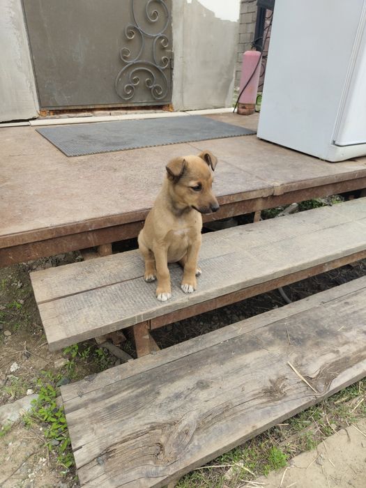 Отдам в добрые руки