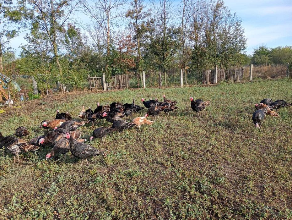 Vand curci din gospodarie, crescute natural, din anul acesta