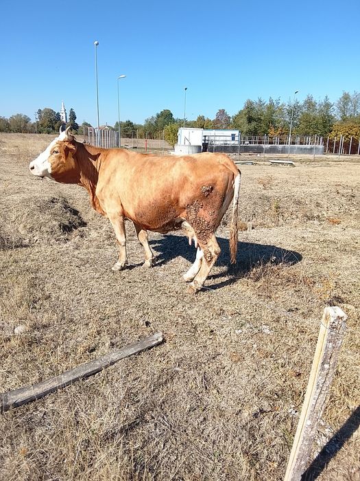 Vând vacă pentru abator