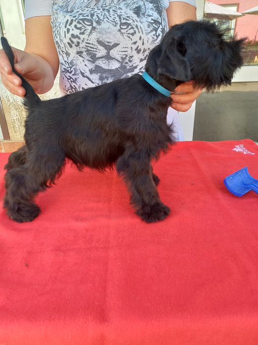 Pui Schnauzer pitic negru cu pedigree