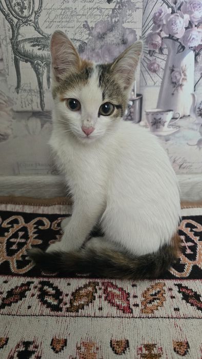 Отдам Котенка в добрые руки