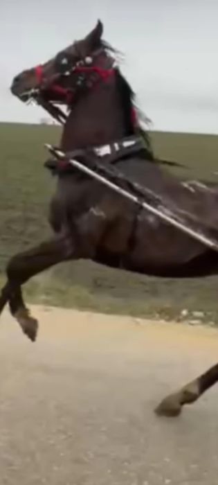 Vind harmăsar pur sânge arab