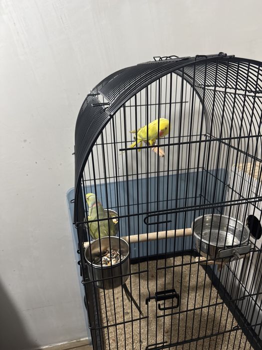 Ofertă azi micul alexandru