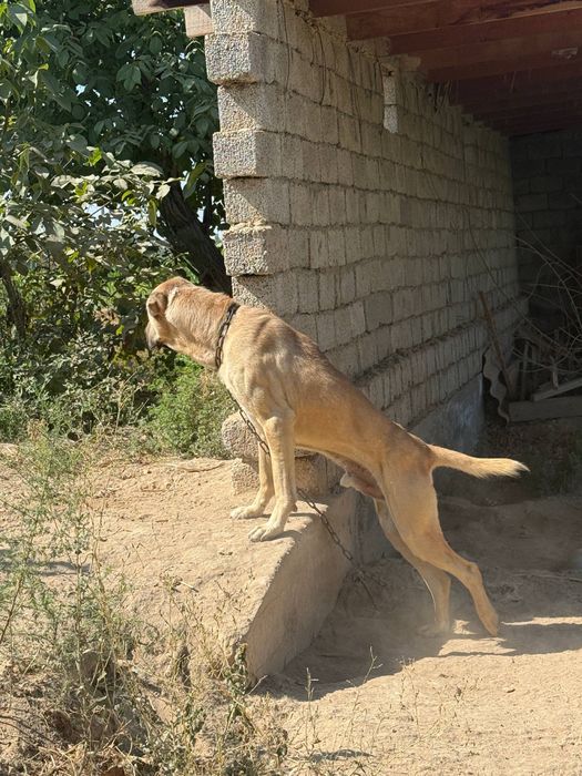 Kangal чистокровная собака, цена договорная