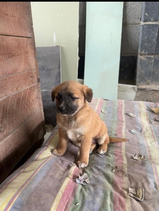 Щенки карапузики