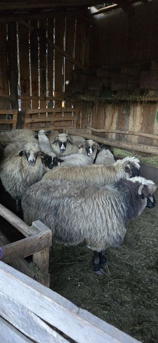 Oi  de  vânzare  pe bucată