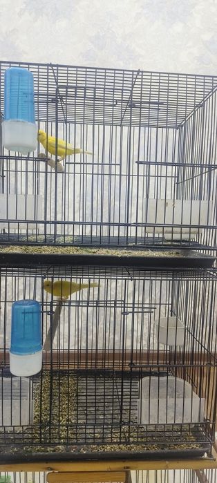 Канарейки лимонного цвета