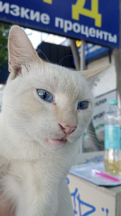 Взрослый кот в добрые руки