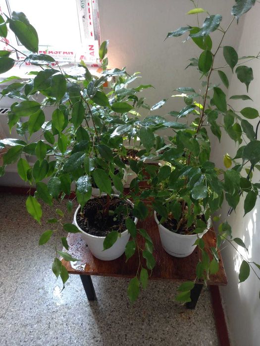 Продам комнатные цветы.