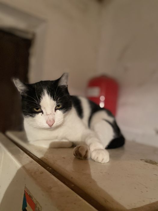 Кошка черно белая мысык