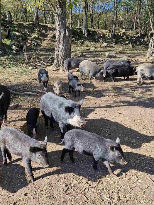 Прасета свободни