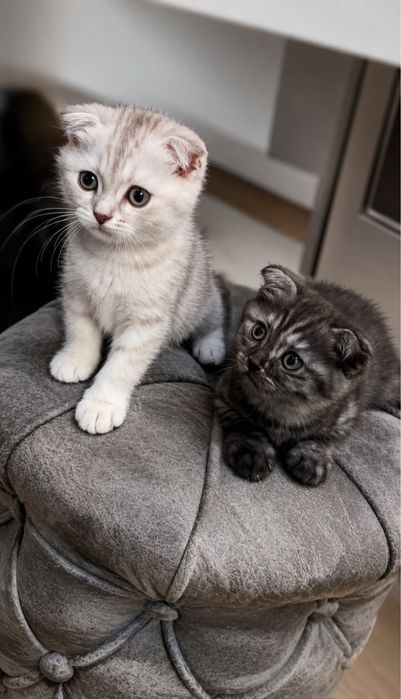 Котята серебристой шиншилы