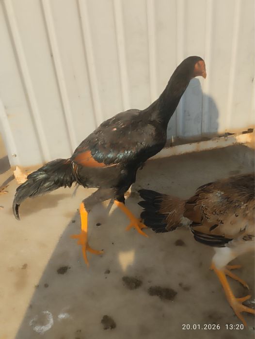 Дакан шөжелер 25000