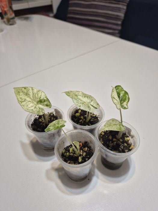 Комнатные цветы для дома