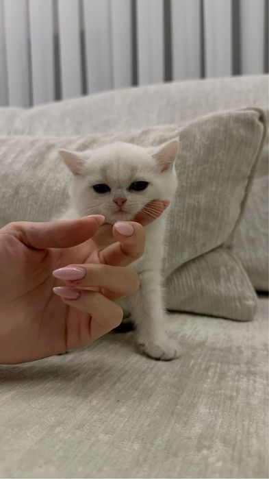 Продаётся милый белый котёнок