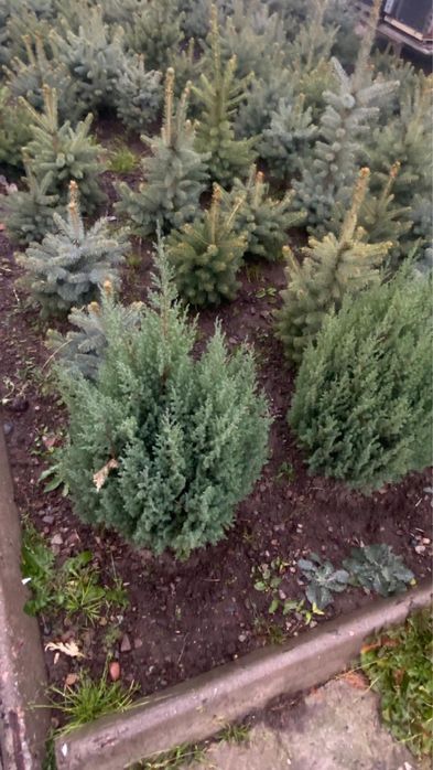 Продам голубые ели. И сосны.