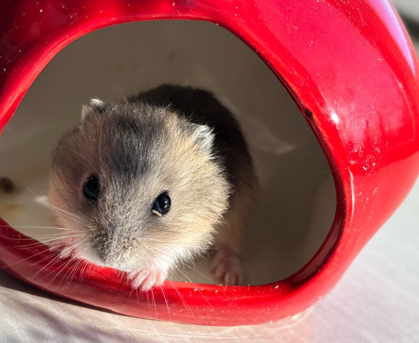 Джунгарские хомячки