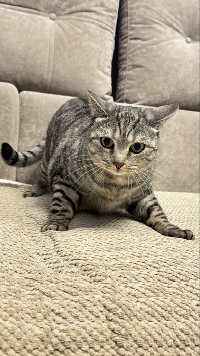 Британский кот, короткошерстный