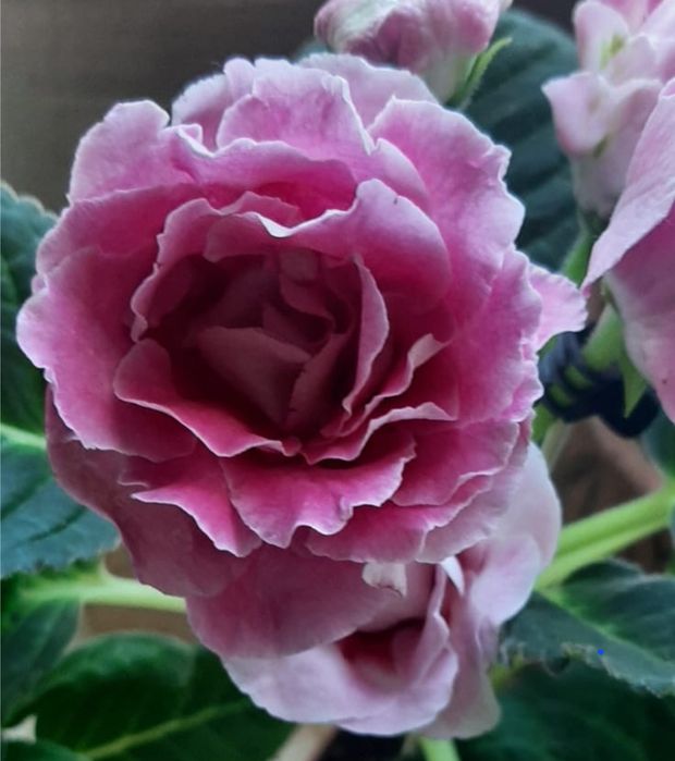 Глоксиния  глоксиния