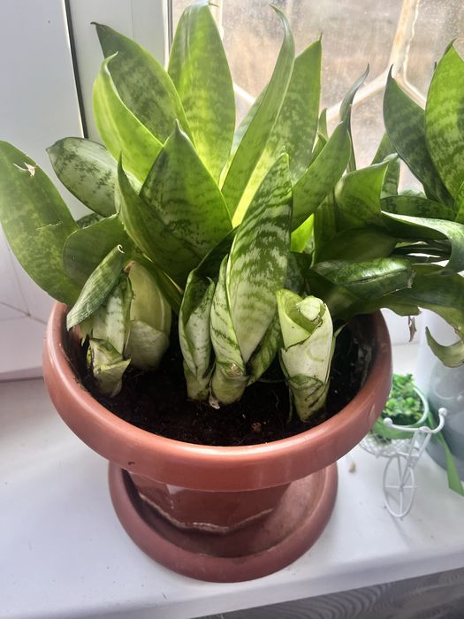 Продам Сансиевирию