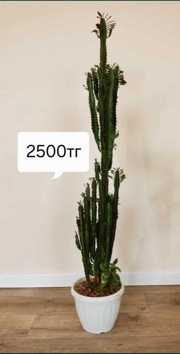 Комнатные  цветы