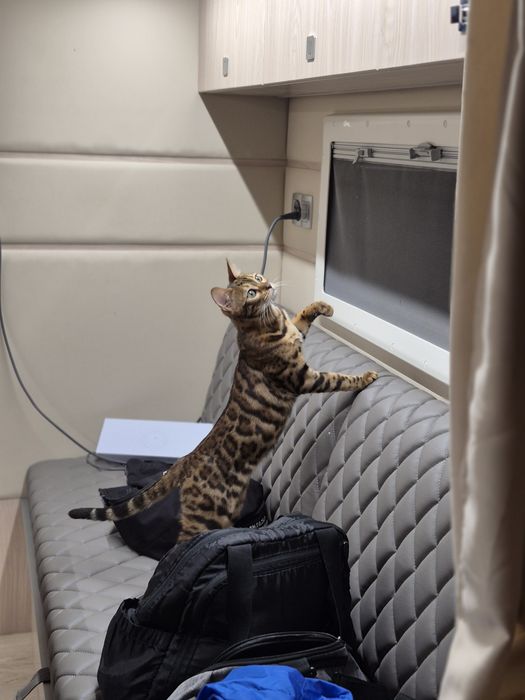 Продам красивую Бенгалку