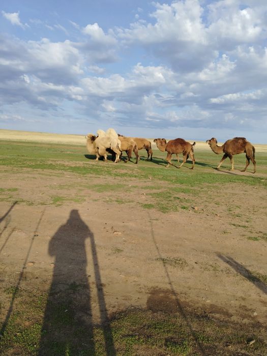 Түйе сатылады Ақтөбеден