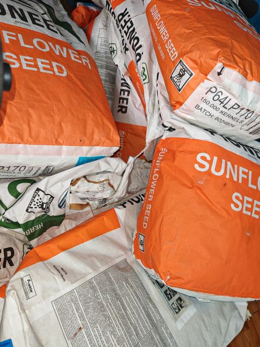 Sămânța floarea-soarelui pionier