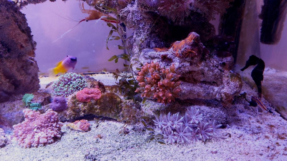 Vand ACVARIU de  Apa Sarata (RECIF-Cca 30 specii de corali)