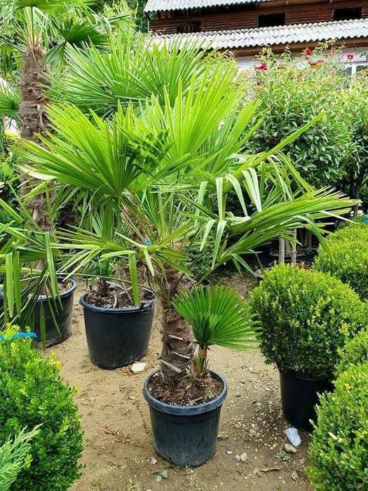 Tuia smarald, columnaris, occidentalis leylandii brabant tei mesteacan