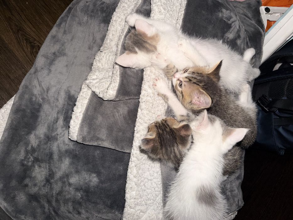 Отдам даром котят