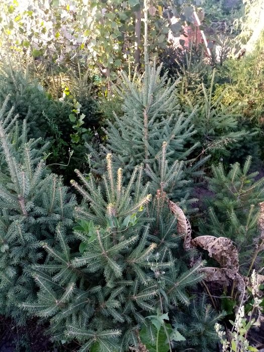 Продам кусты, деревья, липа, Берёза