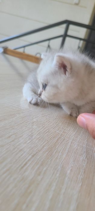 Serebritskiy shinshila mushukchamiz sotiladi