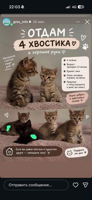 Отдам котят в добрые руки