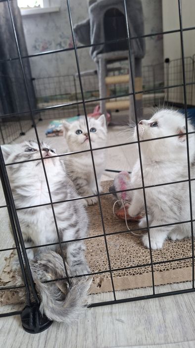 Породистые котята 40