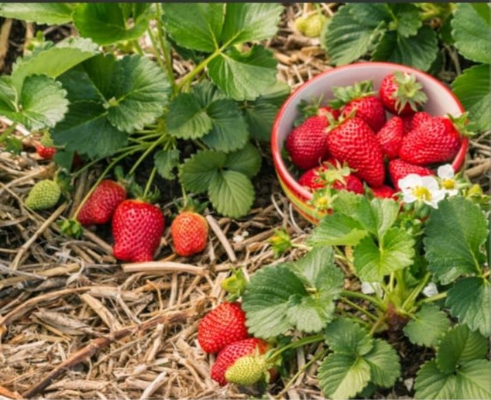 Сажанцы Клубники и Малины