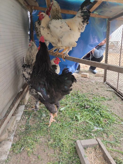 Brama xorozlar sotiladi