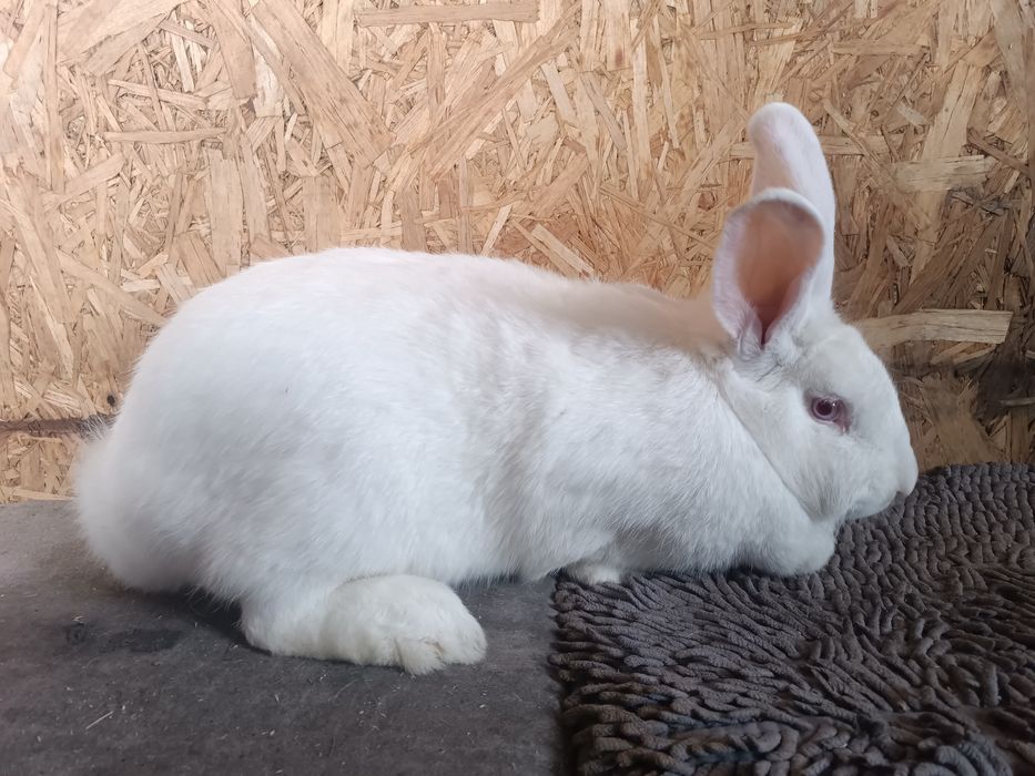 Продам кроликов белый панон