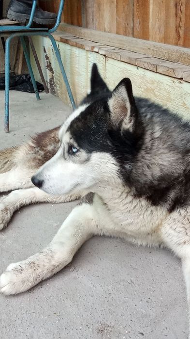 Эслик ит сотилади