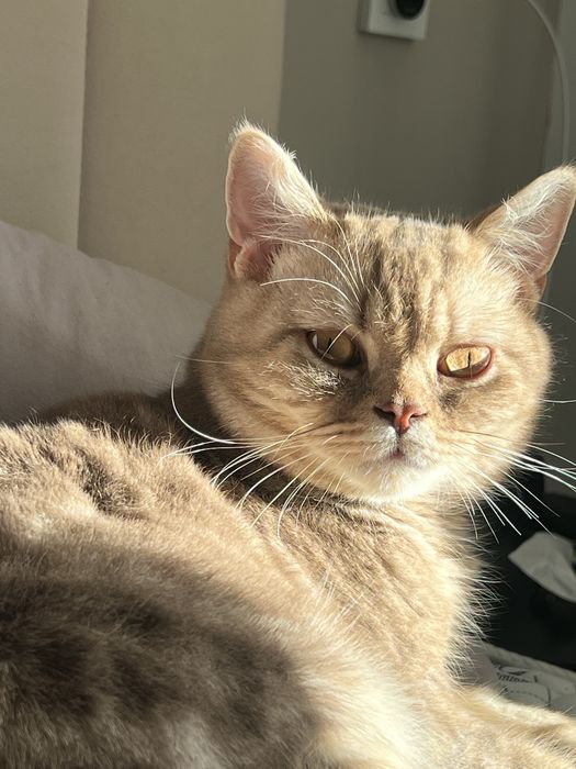 Ищем нашему  коту новый дом