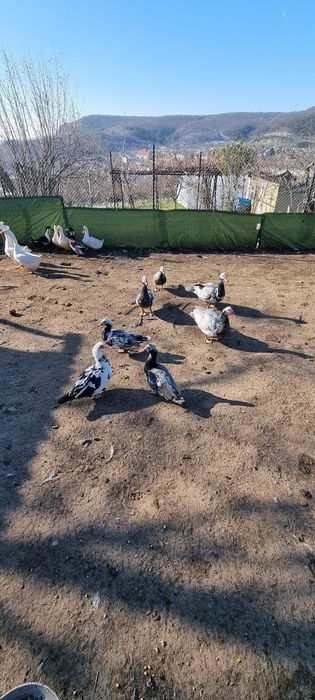 Продавам неми патици,,юрдечки.