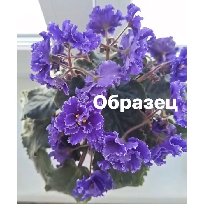 Фиалка сине-фиолетовая