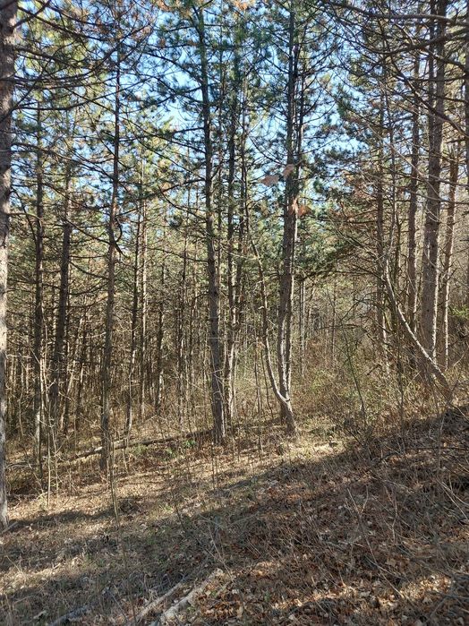 Продава се Парцел в с. Малка Верея, Област Стара Загора - 1333 кв.м за 4 €/кв.м - Снимка #17