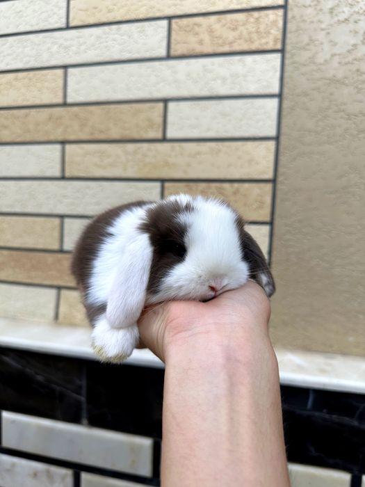 Mehr ko‘rgan bola mehr beradi