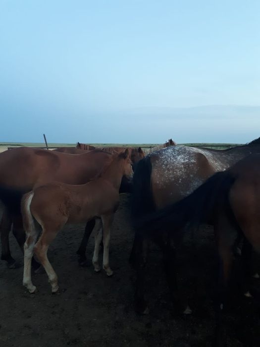 Продам лошадей с жеребятами